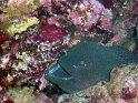 030428_Small Brother - Murene - Dsc00952~